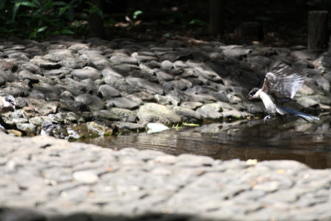 2014/8月 TAMRONsp70-300+30D 焦点距離228mm F/5.6 ss1/500 ISO400
