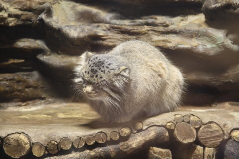 2014/10月 SIGMA17-70+30D 焦点距離70mm F/4 ss1/4 ISO640