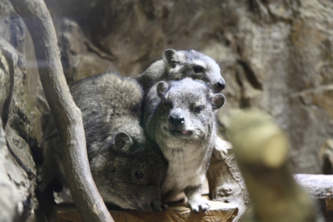 2014/10月 SIGMA17-70+30D 焦点距離70mm F/4 ss1/4 ISO640