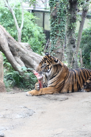 2014/10月 TAMRONsp70-300+30D 焦点距離70mm F/7.1 ss1/20 ISO200