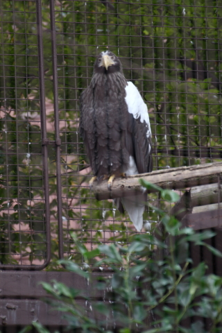 2014/10月 TAMRONsp70-300+30D 焦点距離300mm F/5.6 ss1/100 ISO200