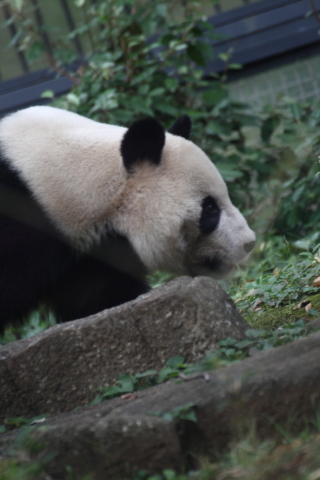 2014/10月 TAMRONsp70-300+30D 焦点距離300mm F/5.6 ss1/100 ISO400