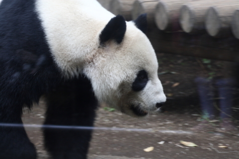 2014/10月 TAMRONsp70-300+30D 焦点距離147mm F/5.6 ss1/80 ISO400