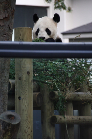 2014/10月 TAMRONsp70-300+30D 焦点距離300mm F/5.6 ss1/80 ISO320