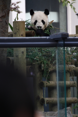 2014/10月 TAMRONsp70-300+30D 焦点距離300mm F/5.6 ss1/80 ISO320