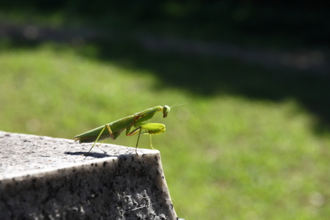 2014/10月 SIGMA17-70+30D 焦点距離70mm F/6.3 ss1/250 ISO100