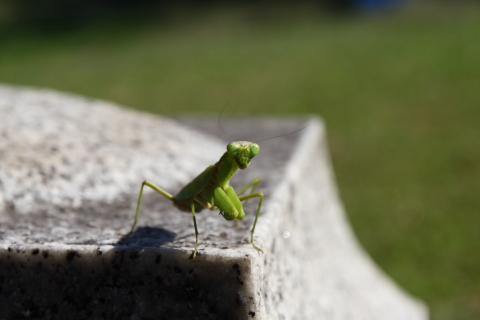 2014/10月 SIGMA17-70+30D 焦点距離70mm F/6.3 ss1/500 ISO100