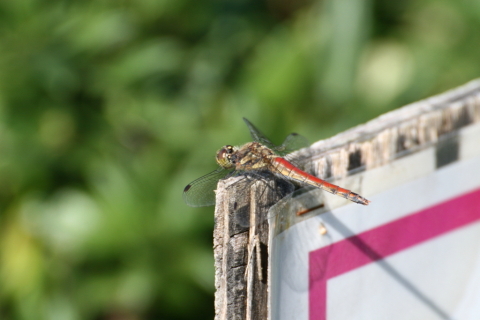 2014/10月 TAMRONsp70-300+30D 焦点距離300mm F/8 ss1/640 ISO400