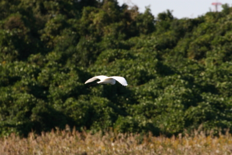 2014/10月 TAMRONsp70-300+30D 焦点距離300mm F/8 ss1/1000 ISO400
