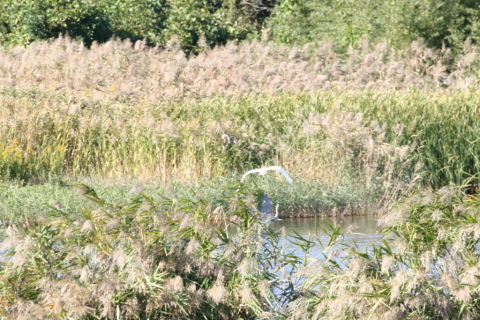 2014/10月 TAMRONsp70-300+30D 焦点距離300mm F/8 ss1/400 ISO400