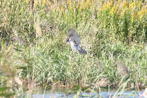 2014/10月 TAMRONsp70-300+30D 焦点距離300mm F/8 ss1/400 ISO400