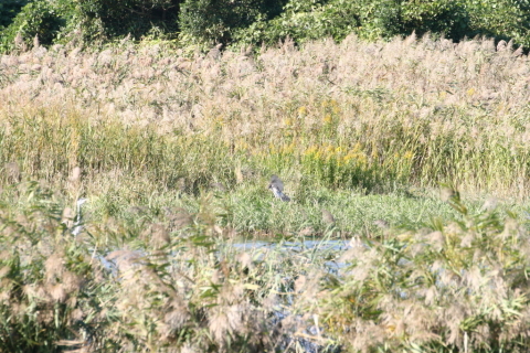 2014/10月 TAMRONsp70-300+30D 焦点距離300mm F/8 ss1/400 ISO400