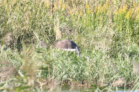 2014/10月 TAMRONsp70-300+30D 焦点距離300mm F/8 ss1/400 ISO400