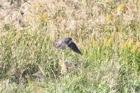 2014/10月 TAMRONsp70-300+30D 焦点距離300mm F/8 ss1/400 ISO400