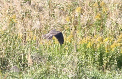2014/10月 TAMRONsp70-300+30D 焦点距離300mm F/8 ss1/400 ISO400