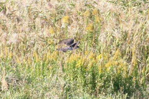 2014/10月 TAMRONsp70-300+30D 焦点距離300mm F/8 ss1/400 ISO400