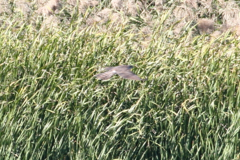 2014/10月 TAMRONsp70-300+30D 焦点距離300mm F/8 ss1/400 ISO400