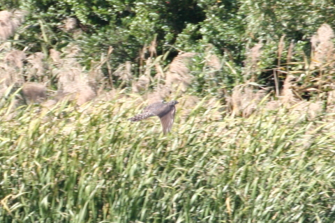 2014/10月 TAMRONsp70-300+30D 焦点距離300mm F/8 ss1/400 ISO400