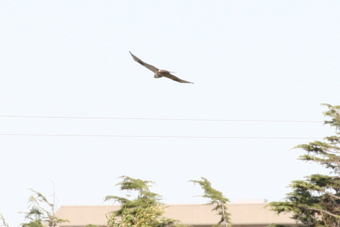 2014/10月 TAMRONsp70-300+30D 焦点距離300mm F/7.1 ss1/800 ISO400