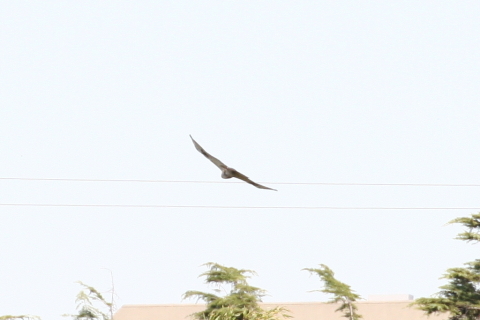 2014/10月 TAMRONsp70-300+30D 焦点距離300mm F/7.1 ss1/800 ISO400