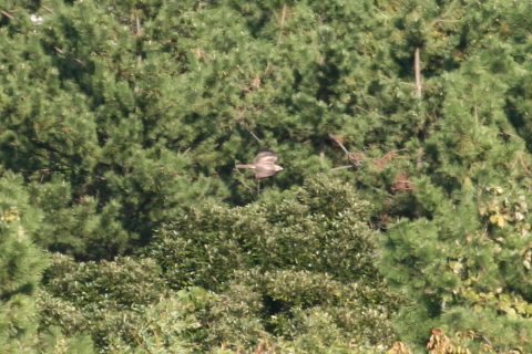 2014/10月 TAMRONsp70-300+30D 焦点距離300mm F/7.1 ss1/800 ISO400