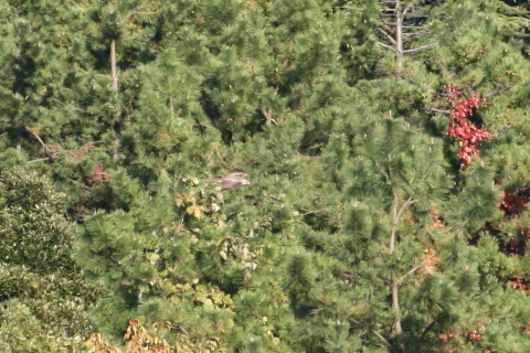 2014/10月 TAMRONsp70-300+30D 焦点距離300mm F/7.1 ss1/800 ISO400