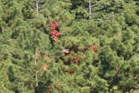 2014/10月 TAMRONsp70-300+30D 焦点距離300mm F/7.1 ss1/800 ISO400