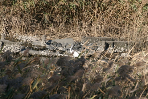 2014/10月 TAMRONsp70-300+30D 焦点距離300mm F/8 ss1/1000 ISO400