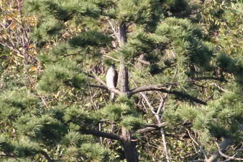 2014/10月 TAMRONsp70-300+30D 焦点距離300mm F/6.3 ss1/500 ISO400