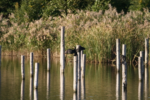 2014/10月 TAMRONsp70-300+30D 焦点距離300mm F/6.3 ss1/500 ISO400