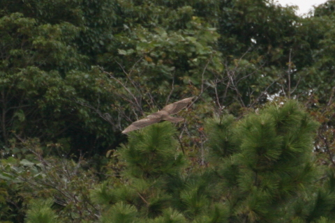 2014/11月 TAMRONsp70-300+30D 焦点距離300mm F/5.6 ss1/500 ISO800