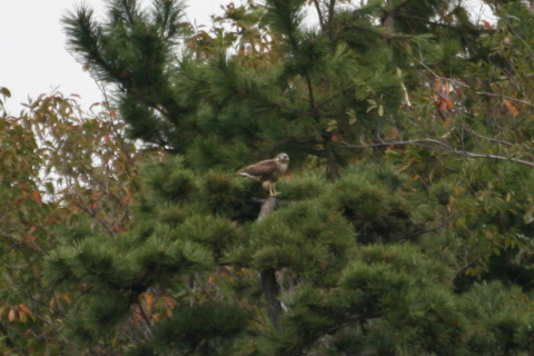 2014/11月 TAMRONsp70-300+30D 焦点距離300mm F/5.6 ss1/500 ISO800