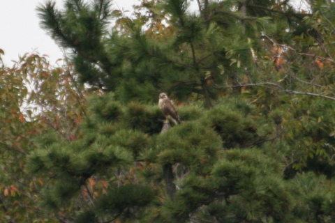 2014/11月 TAMRONsp70-300+30D 焦点距離300mm F/5.6 ss1/500 ISO800