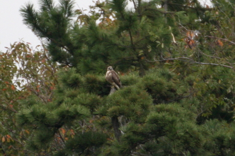 2014/11月 TAMRONsp70-300+30D 焦点距離300mm F/5.6 ss1/500 ISO800