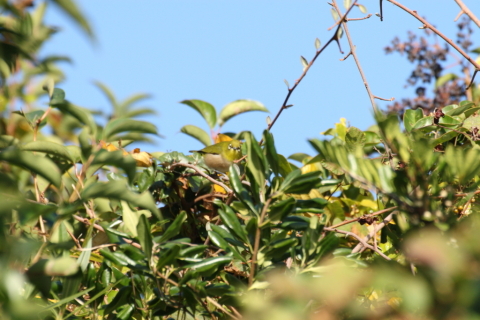 2014/11月 TAMRONsp70-300+30D 焦点距離300mm F/8 ss1/640 ISO400