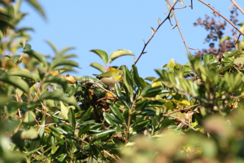 2014/11月 TAMRONsp70-300+30D 焦点距離300mm F/8 ss1/640 ISO400