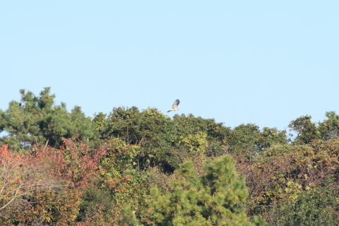 2014/11月 TAMRONsp70-300+30D 焦点距離300mm F/8 ss1/800 ISO400