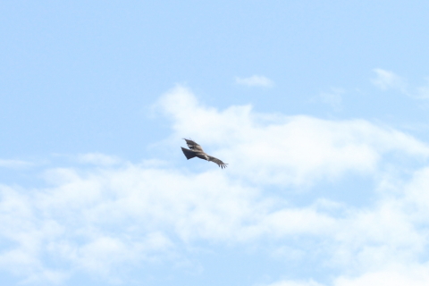 2014/11月 TAMRONsp70-300+30D 焦点距離114mm F/8 ss1/1000 ISO200