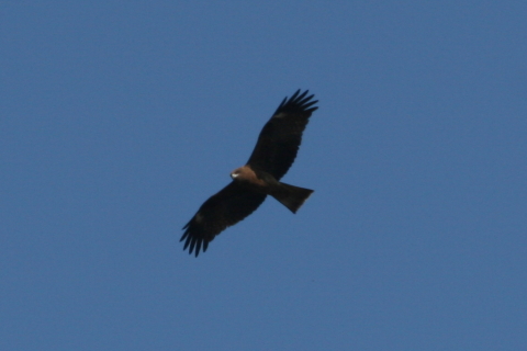 2014/11月 TAMRONsp70-300+30D 焦点距離300mm F/8 ss1/1000 ISO200