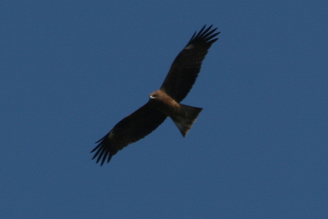 2014/11月 TAMRONsp70-300+30D 焦点距離300mm F/8 ss1/1000 ISO200