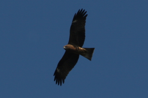 2014/11月 TAMRONsp70-300+30D 焦点距離300mm F/8 ss1/1000 ISO200