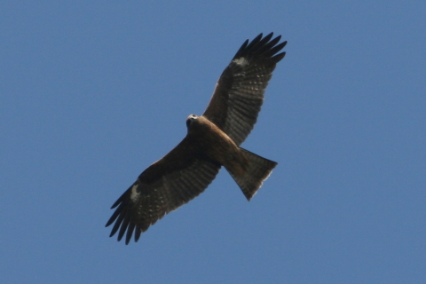 2014/11月 TAMRONsp70-300+30D 焦点距離300mm F/8 ss1/500 ISO200