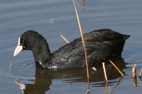 2014/11月 TAMRONsp70-300+30D 焦点距離259mm F/8 ss1/500 ISO200