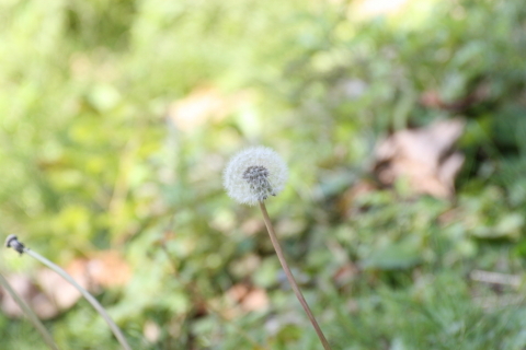 2014/11月 TAMRONsp70-300+30D 焦点距離300mm F/8 ss1/160 ISO400