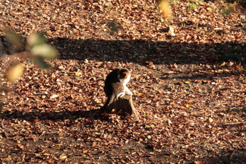 2014/10月 TAMRONsp70-300+30D 焦点距離300mm F/8 ss1/200 ISO400