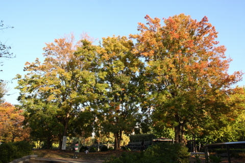 2014/11月 SIGMA17-70+30D 焦点距離17mm F/8 ss1/60 ISO100
