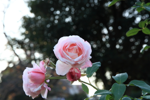 2014/11月 SIGMA17-70+30D 焦点距離70mm F/8 ss1/30 ISO100