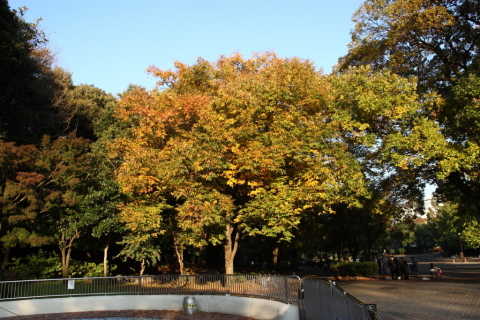 2014/11月 SIGMA17-70+30D 焦点距離17mm F/8 ss1/60 ISO100