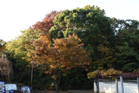 2014/11月 SIGMA17-70+30D 焦点距離28mm F/8 ss1/25 ISO100