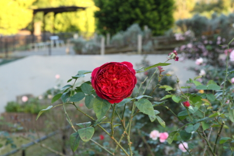 2014/11月 SIGMA17-70+30D 焦点距離70mm F/8 ss1/15 ISO100